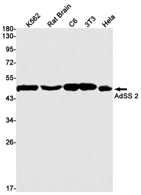 1 - AdSS 2 Rabbit mAb AP75041