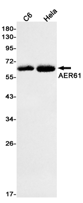1 - AER61 Rabbit mAb AP75042