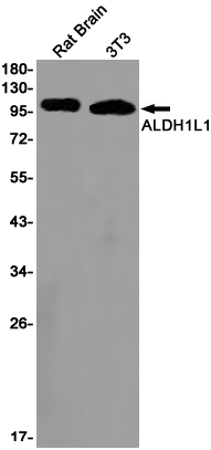 1 - ALDH1L1 Rabbit mAb AP75048