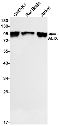 1 - ALIX Rabbit mAb AP75053