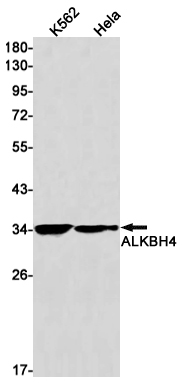 1 - ALKBH4 Rabbit mAb AP75056