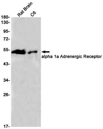 1 - alpha 1a Adrenergic Receptor Rabbit mAb AP75059