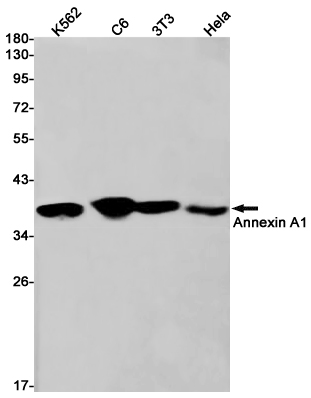 2 - [KD]Annexin A1 Rabbit mAb AP75077