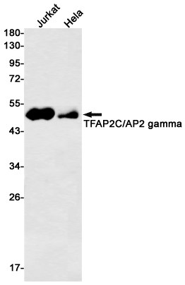 1 - AP2 gamma/TFAP2C Rabbit mAb AP75084