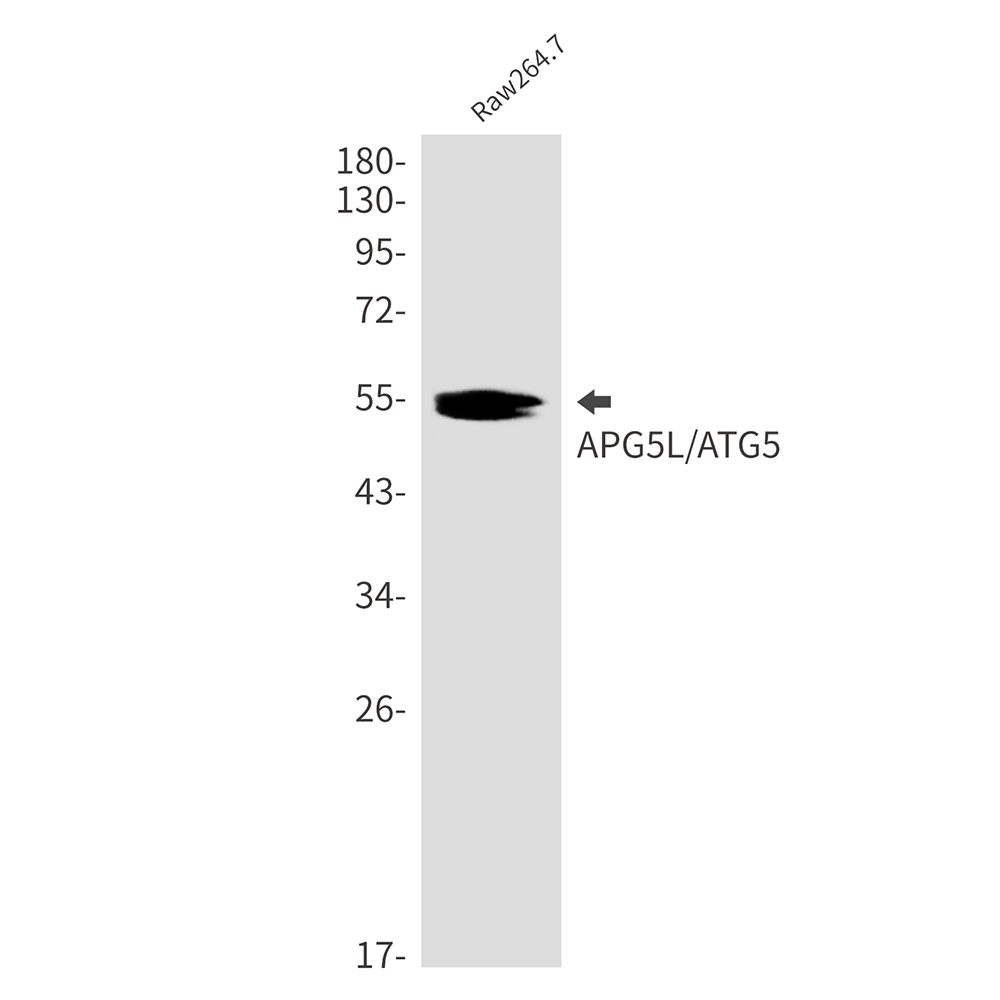 1 - APG5L/ATG5 Rabbit mAb AP75090