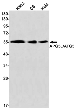 2 - APG5L/ATG5 Rabbit mAb AP75090