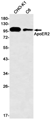 5 - ApoER2 Rabbit mAb AP75092