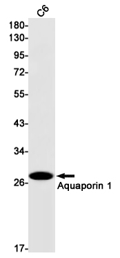 1 - Aquaporin 1 Rabbit mAb AP75096