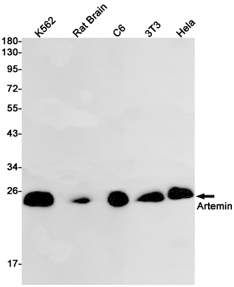 1 - Artemin Rabbit mAb AP75106