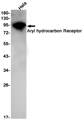 1 - Aryl hydrocarbon Receptor Rabbit mAb AP75108