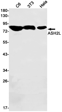 1 - ASH2L Rabbit mAb AP75110