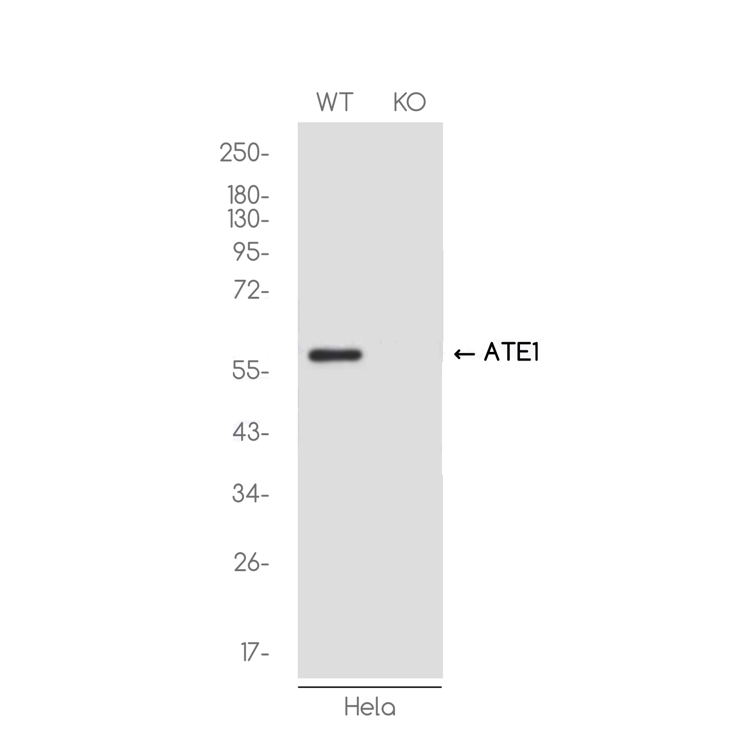 1 - [KO]ATE1 Rabbit mAb AP75115