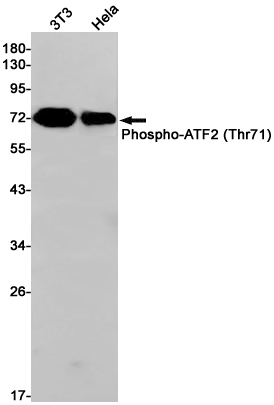 3 - Phospho-ATF2 (Thr71) Rabbit mAb AP75116