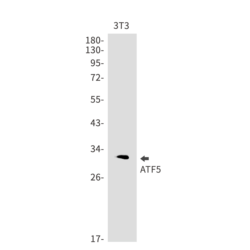 1 - ATF5 Rabbit mAb AP75117