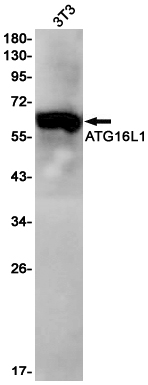 2 - ATG16L1 Rabbit mAb AP75118