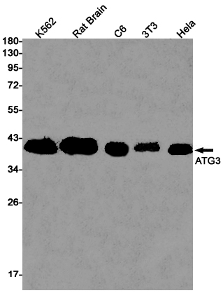 1 - ATG3 Rabbit mAb AP75119
