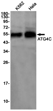 1 - ATG4C Rabbit mAb AP75121