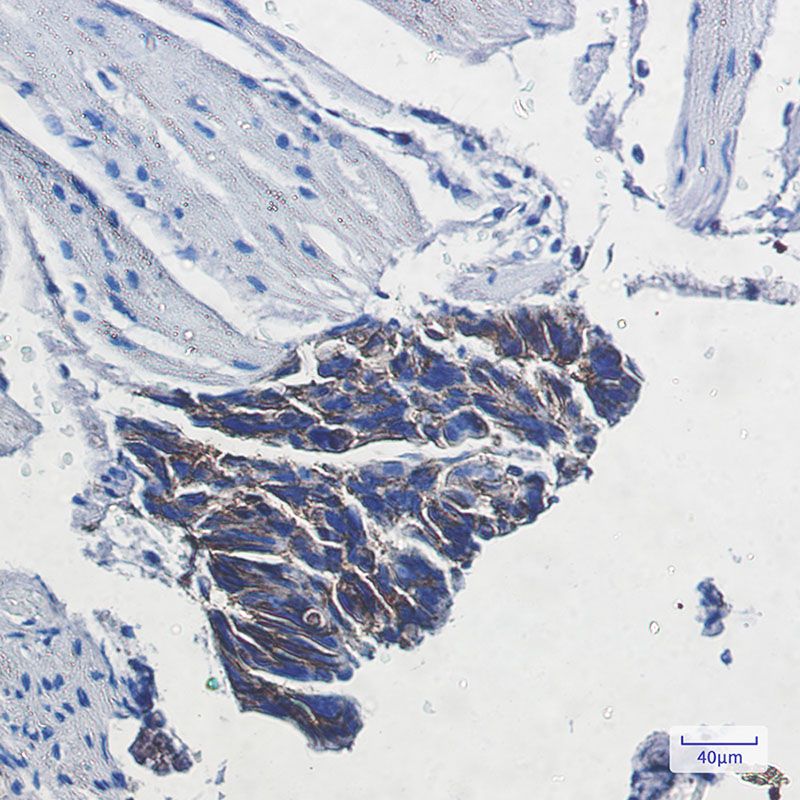 0 - ATP1B1 Rabbit mAb AP75125