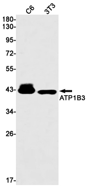 1 - ATP1B3 Rabbit mAb AP75126