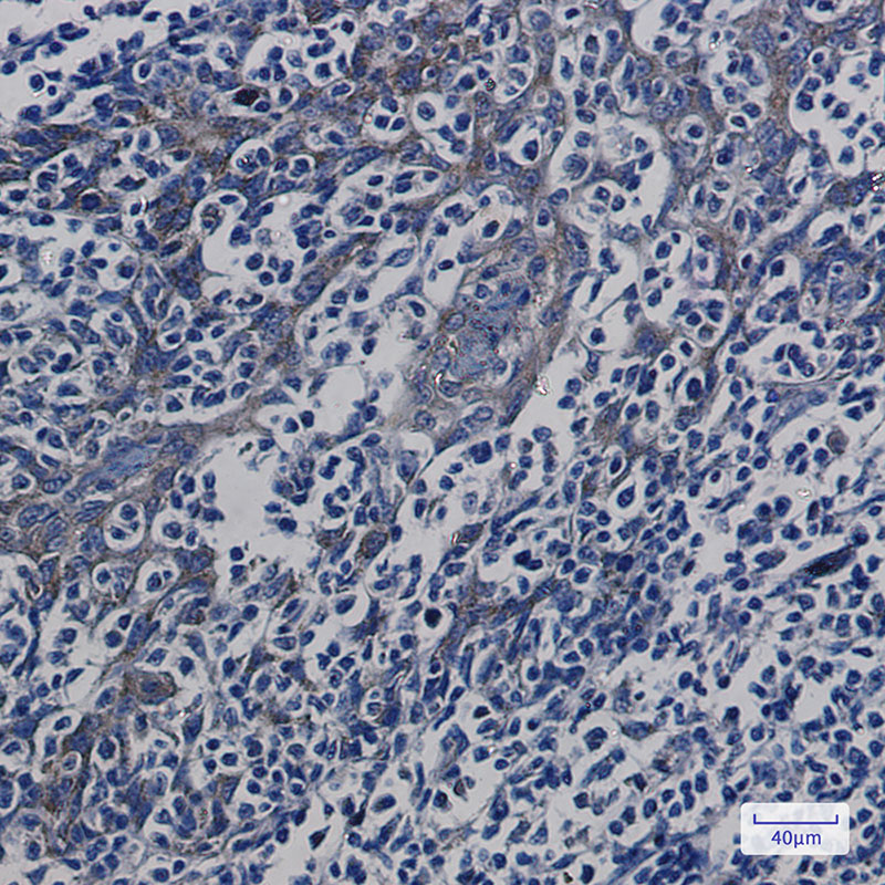 2 - ATP5G Rabbit mAb AP75127