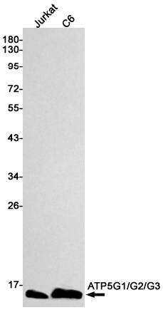 1 - ATP5G Rabbit mAb AP75127