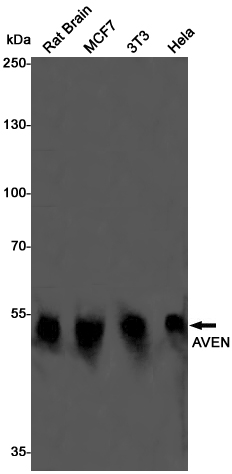 2 - AVEN Rabbit mAb AP75132