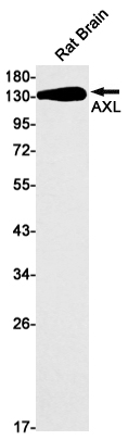 1 - [KO]AXL Rabbit mAb AP75134
