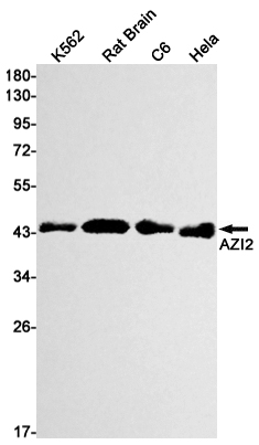 1 - AZI2/NAP1 Rabbit mAb AP75135