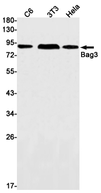 1 - BAG3 Rabbit mAb AP75142