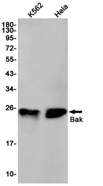 1 - Bak Rabbit mAb AP75143
