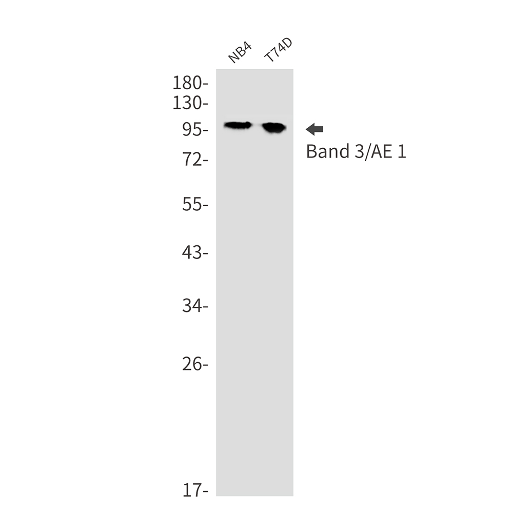 1 - Band 3/AE 1 Rabbit mAb AP75144