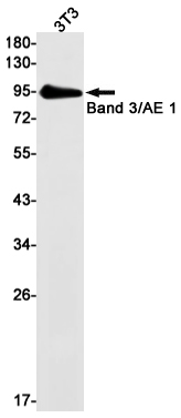 2 - Band 3/AE 1 Rabbit mAb AP75144