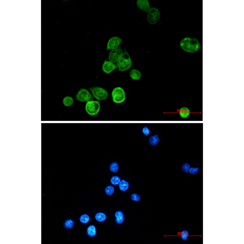 2 - BAT3 Rabbit mAb AP75146