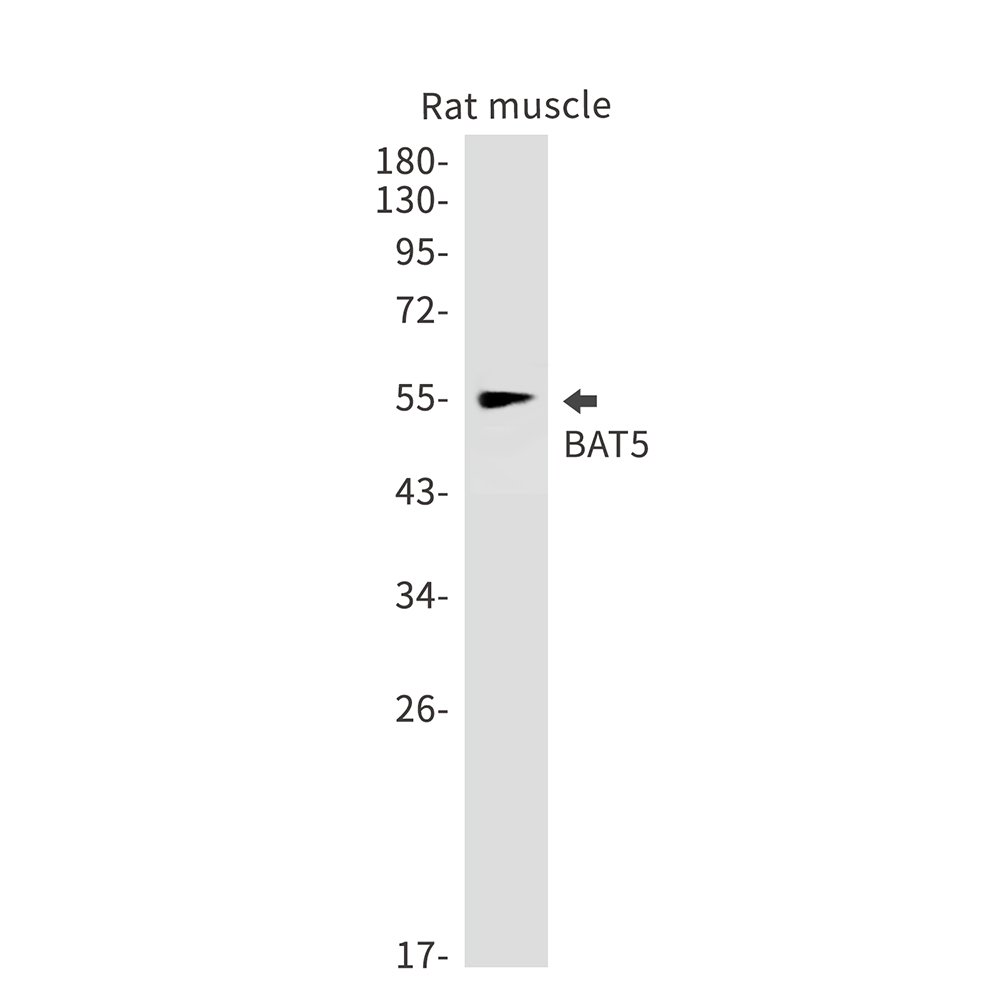 1 - BAT5 Rabbit mAb AP75147