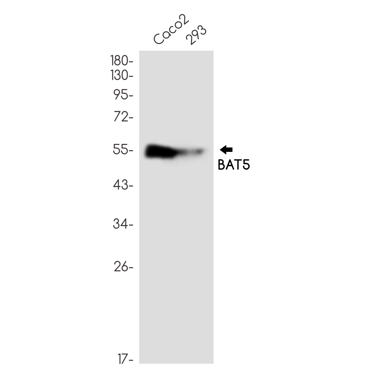 0 - BAT5 Rabbit mAb AP75147