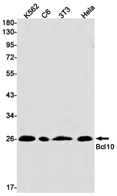 1 - Bcl 10 Rabbit mAb AP75149