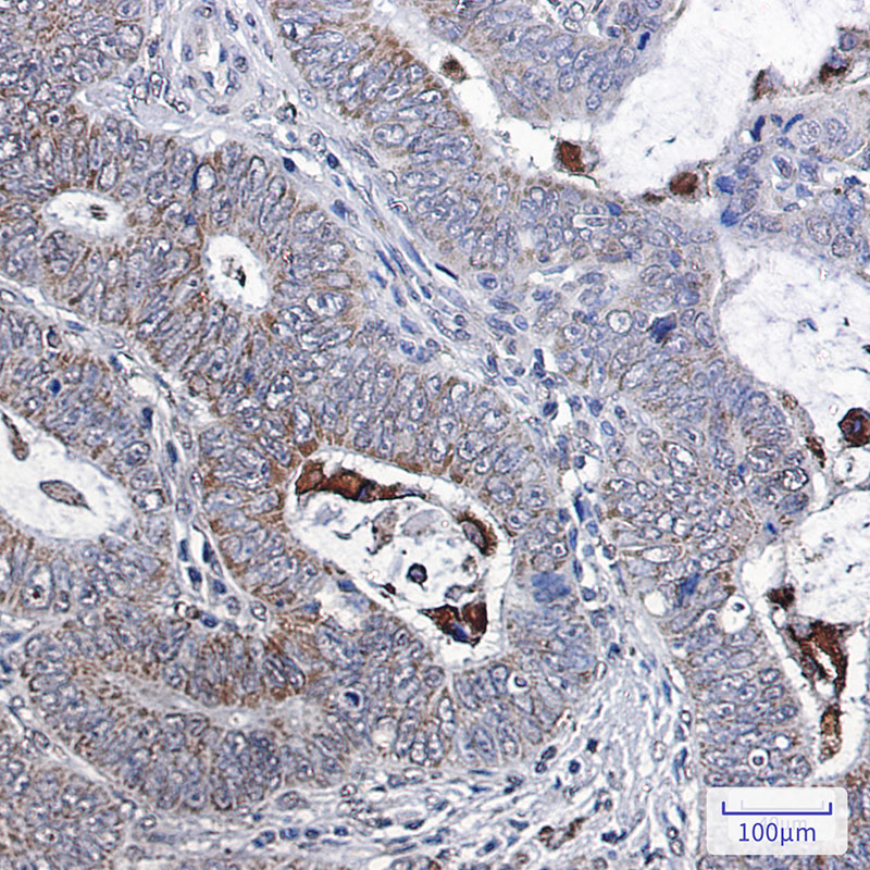 0 - [KO]Bcl-XL Rabbit mAb AP75150