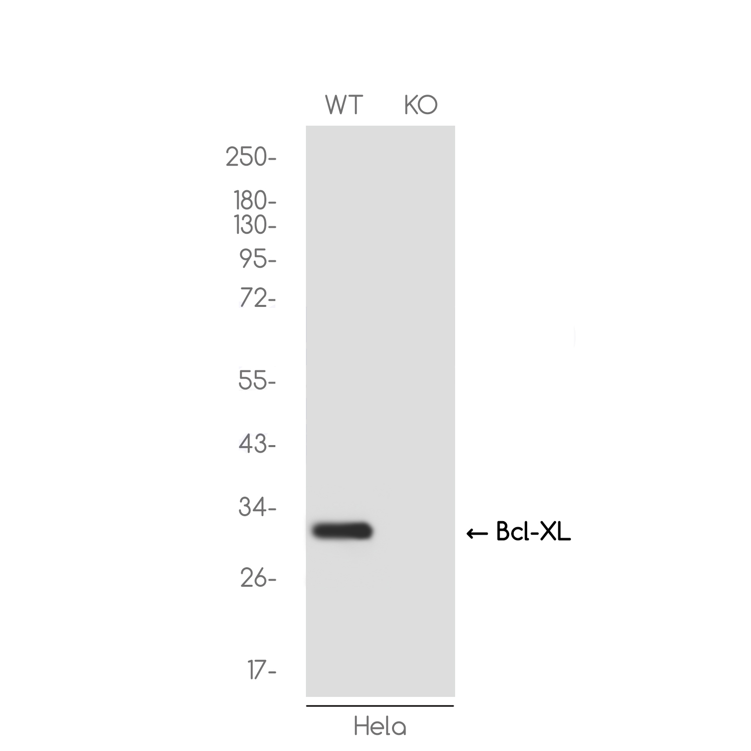 1 - [KO]Bcl-XL Rabbit mAb AP75150