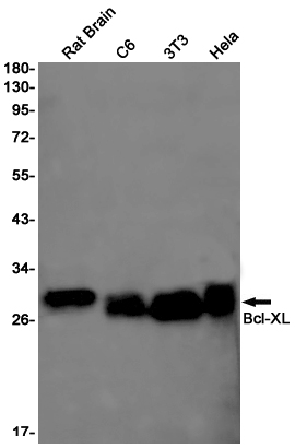 5 - [KO]Bcl-XL Rabbit mAb AP75150