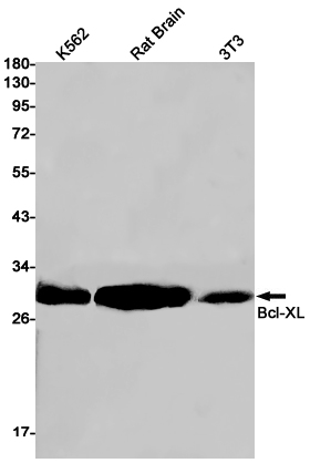 3 - [KO]Bcl-XL Rabbit mAb AP75150
