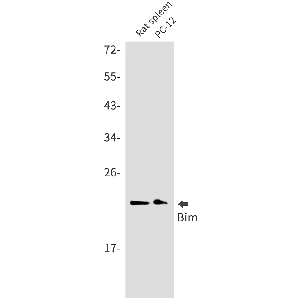 1 - Bim Rabbit mAb AP75156