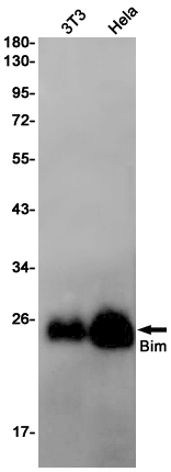 2 - Bim Rabbit mAb AP75156