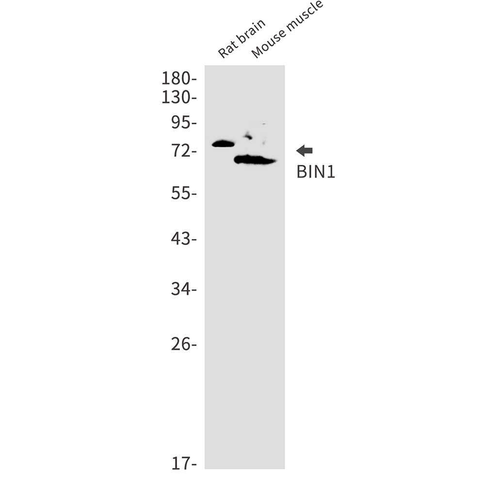 2 - BIN1 Rabbit mAb AP75157