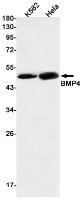 2 - BMP4 Rabbit mAb AP75161