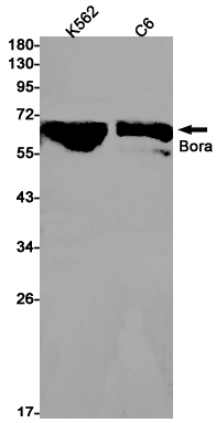 8 - Bora Rabbit mAb AP75164