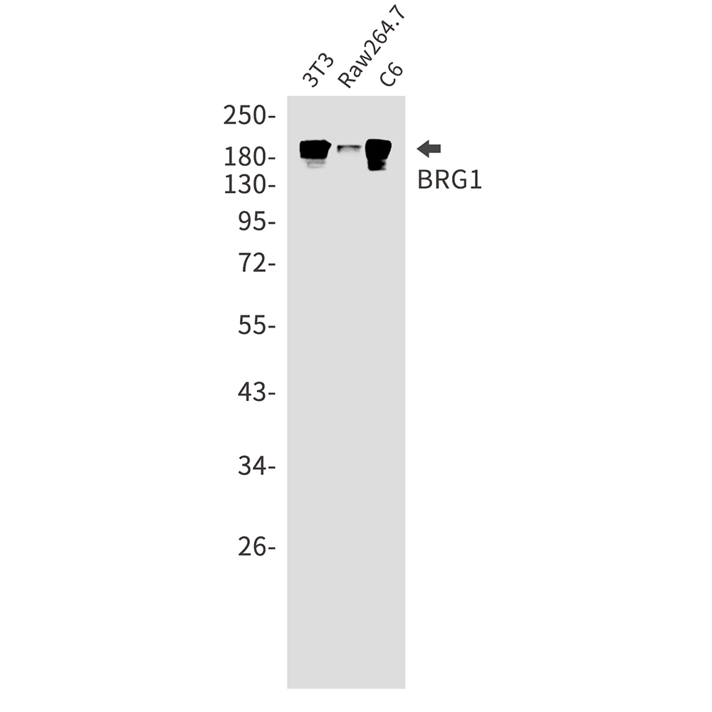 1 - BRG1 Rabbit mAb AP75169