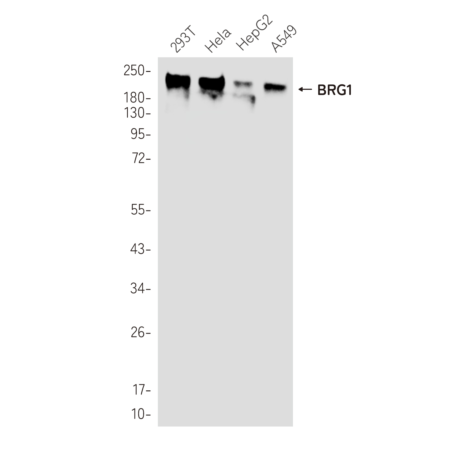 2 - BRG1 Rabbit mAb AP75169