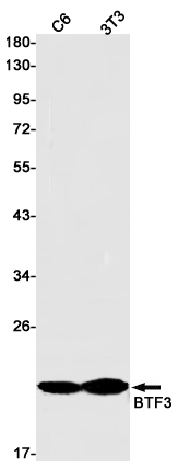 1 - [KO]BTF3 Rabbit mAb AP75170