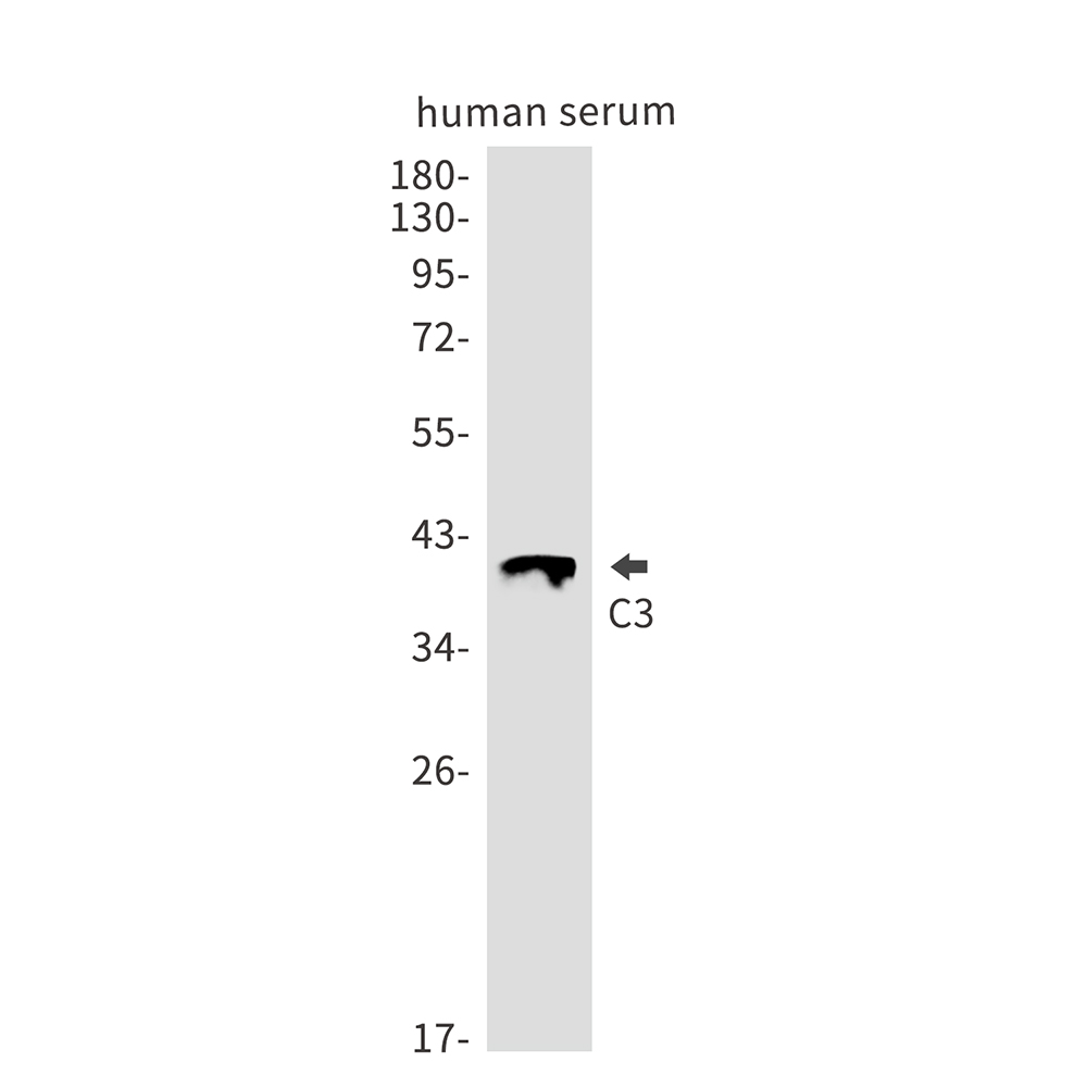 1 - C3 Rabbit mAb AP75173