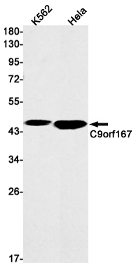 1 - C9orf167 Rabbit mAb AP75177